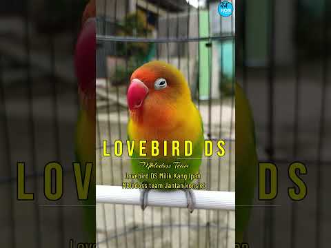 2026 Lovebird MULAI BANGKIT #kicaumania  #burung #birds  #burungkicau