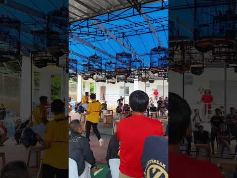 Murai batu kelas utama Apbn sukabumi hadiah motor G24 juri RNS