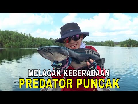 [FULL] MELACAK KEBERADAAN PREDATOR PUNCAK | MANCING MANIA STRIKE BACK (04/01/26)