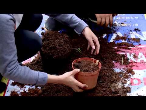 [Liputan] Komunitas Jakarta Berkebun, Peduli dengan Penghijauan di Tengah Kota