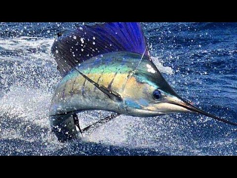 Umpan trolling ikan marlin #mancing #marlin #umpan #lure #spoon #squid #fishing #trolling #bait