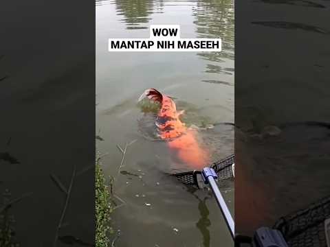 Mancing mania mantap dapet ikan besar