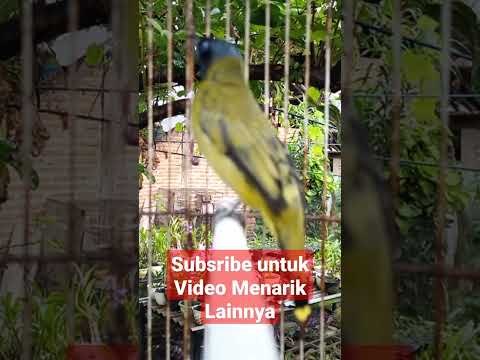 pancingan burung kutilang sutra super gacor #mykicaumania