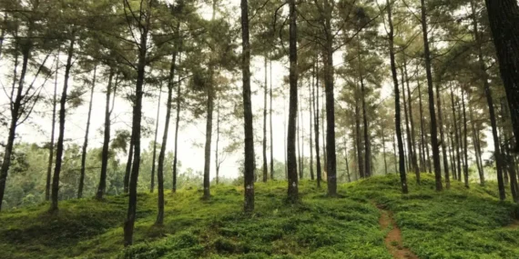7 Destinasi Wisata Bantul yang Nggak Spesial dan Cukup Dikunjungi Sekali Seumur Hidup