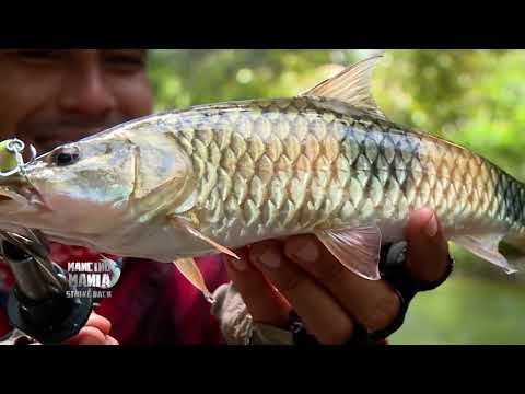 Menaklukkan Perlawanan Hampala & Toman di Sungai Palin | MANCING MANIA STRIKE BACK (07/02/26) Part 3