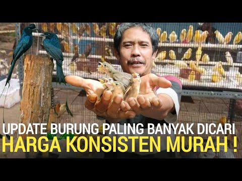 PASAR BURUNG ! SALAH SATU KIOS TERMURAH PALING BANYAK DICARI KICAU MANIA PASAR BURUNG PRAMUKA