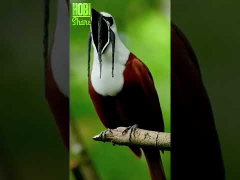 WOW! Burung ini bisa gini amat ya suaranya 😳