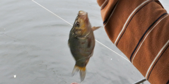 Umpan Air Tawar : Racikan Umpan Ikan Mas Essen Diva Papagayo Aroma Garlic