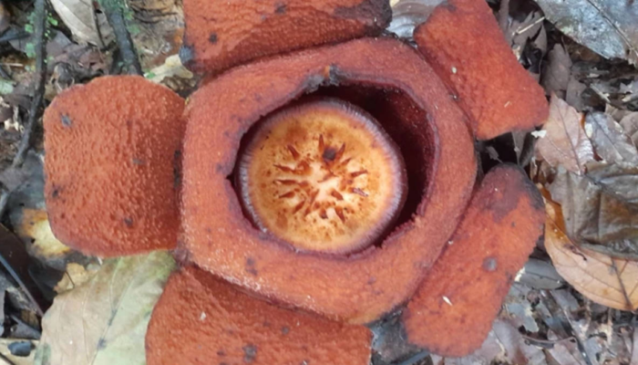 spesies-baru-rafflesia-ditemukan-di-kalimantan-timur,-namanya-rafflesia-harjatii
