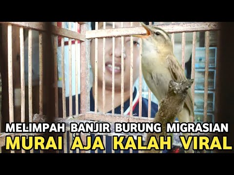 LUAR BIASA BURUNG INI | BURUNG MIGRASIAN PALING DIMINATI TEMAN KICAU MANIA HRG MURAH GACORNYA MEWAH