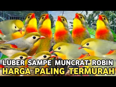 BERTAHUN-TAHUN AKHIRNYA DATANG JUGA || BURUNG PALING DINANTI KICAU MANIA MEMBLUDAK DI PB PRAMUKA