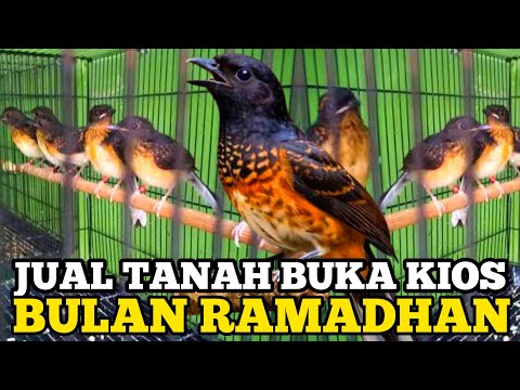 NEKAD ‼️ JUAL TANAH BUKA KIOS BULAN RAMADHAN HARGA BURUNG MURAI MURAH
