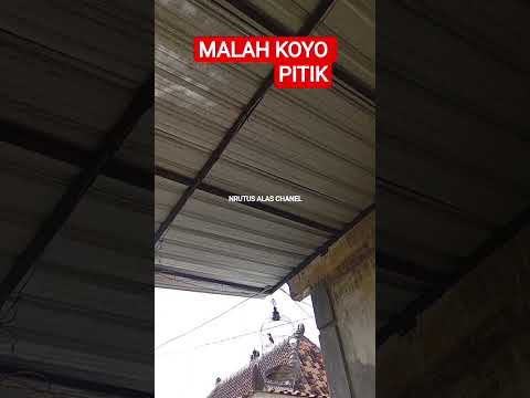 KICAU MANIA