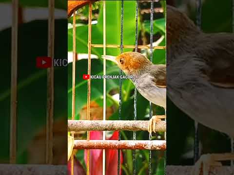 Pancingan Prenjak Betina. Shorts#