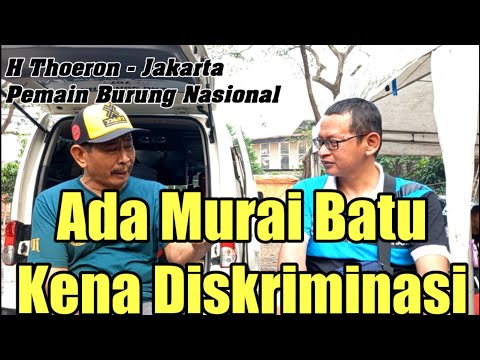 Murai Batu Ekor Hitam Dan Balak Sering Dianggap Sebelah Mata Di Lomba Burung Berkicau Sekarang