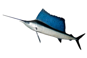 layaran-:-ikan-berparuh,-perlawanannya-gigih,-ganas-&-kuat-bertarung