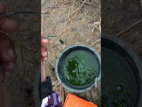 Cara mancing ikan nila biar cepat ngumpul ikanya #mancing #fishing
