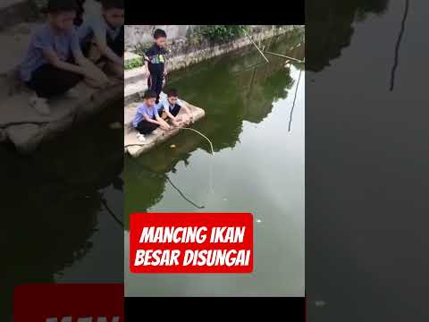 Mancing Mania #mancing #viralvideo #shorts #trending #vidio