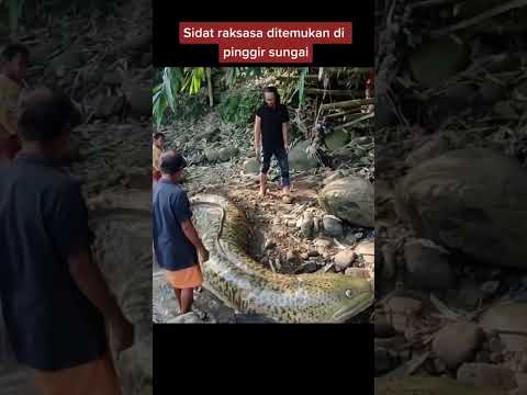 ikan sidat raksasa telah ditemukan dipinggir sungai banyak orang terkejut #videoshort #sidat