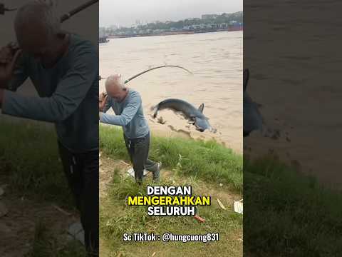 Busettt ikannya sebesar itu‼️ #fishing #mancing