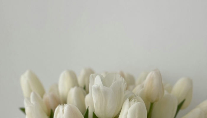 arti-bunga-tulip-warna-putih:-makna,-simbol,-dan-pesan