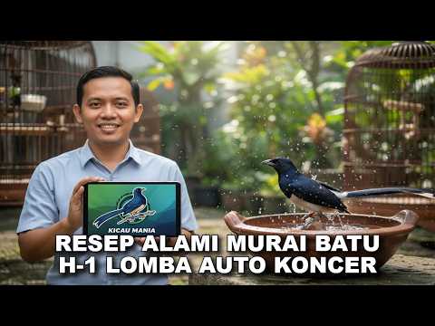 AUTO KONCER! Doping ALAMI Murai Batu, Resep Murah Bikin Stamina Baja Anti Kendor