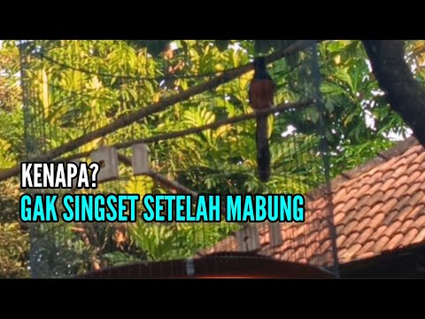 Gak Singset Setelah Mabung || Bengkel Murai Batu