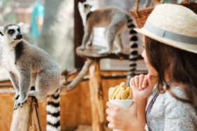 cara-ke-kebun-binatang-ragunan-naik-transportasi-umum