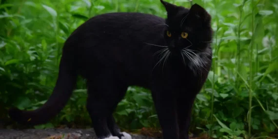 9 Jenis Kucing Terbaik yang akan Mendatangkan Rezeki Menurut Serat Katuranggan Kucing