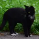9-jenis-kucing-terbaik-yang-akan-mendatangkan-rezeki-menurut-serat-katuranggan-kucing