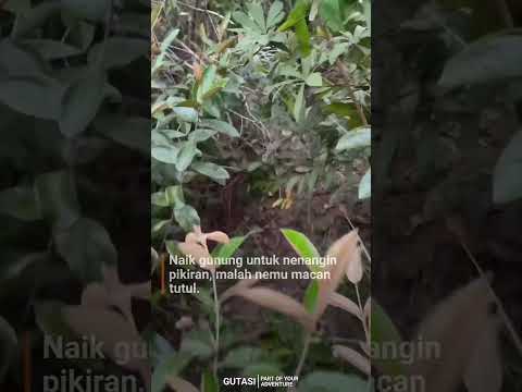KETEMU MACAN DI GUNUNG #pendaki #gunung #pendakihits #hiking #pendakiindonesia