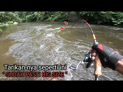 Ganas bukan main!! mancing umpan kepiting saat sungai mulai pasang Full strike