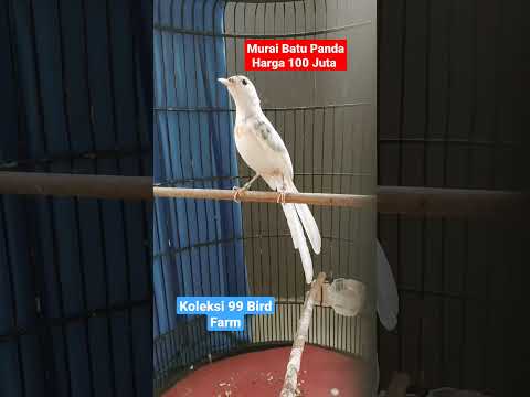Ediann 1 Ekor Murai Batu Panda Harga 100 Juta Koleksi 99 Bird Farm #99birdfarm#exotic  #muraibatu