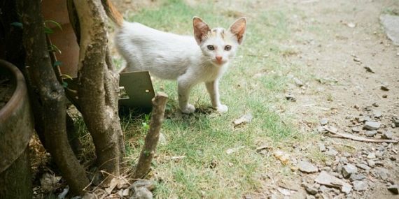 Writer’s Notes: Shooting the Lomo MC-A During the Day & Night