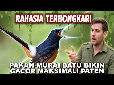 TERBONGKAR! Pakan Rahasia Murai Batu JUARA, Dijamin GACOR MAKSIMAL!