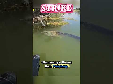 Pemancing Berhasil Menarik Ikan Besar ke Permukaan Air Sungai Yang Tenang