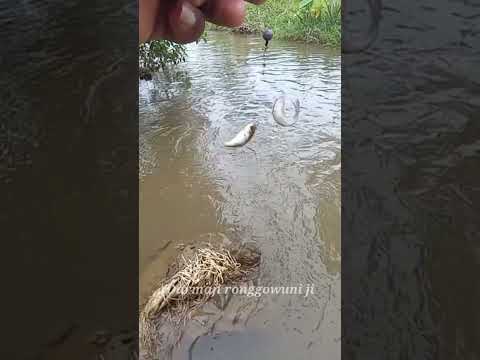Mancing Ikan Wader Dobel Strike #shortsyoutube #wader