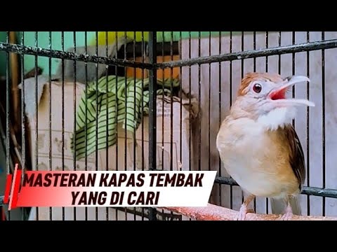 BREN PANJANG KAPAS TEMBAK GACOR !! MASTERAN KICAU MANIA NUSANTARA