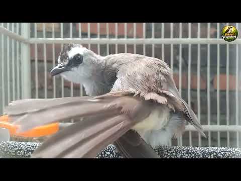 Burung Trucukan Kicau Mania Sahabat Burung Trucukan