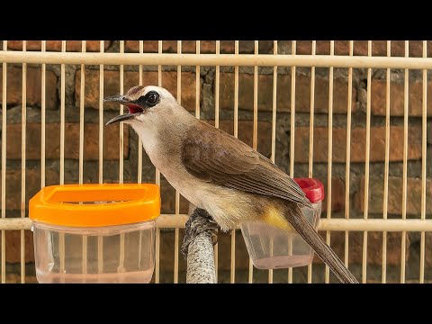 Burung Trucukan Kicau Mania Sahabat Burung Trucukan Salam Satu Hobi