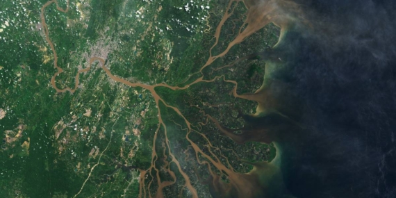 Ekosistem Delta Mahakam: Labirin Air dan Hutan Mangrove yang Menjadi Penyangga Kalimantan Timur
