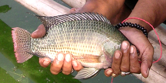 Nila : Mengenal Lebih Jauh Ikan Nila, Mudah Dipancing Dengan Umpan Lumut
