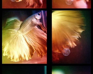 Liyan Aprieto’s Prismatic Analogue Experiments