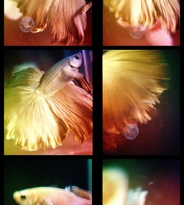 liyan-aprieto’s-prismatic-analogue-experiments