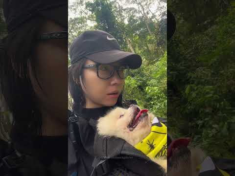 Bawa makhluk halus selalu diikuit 💨 #anjinggunung #pendaki #explore #pomeranian #hiking