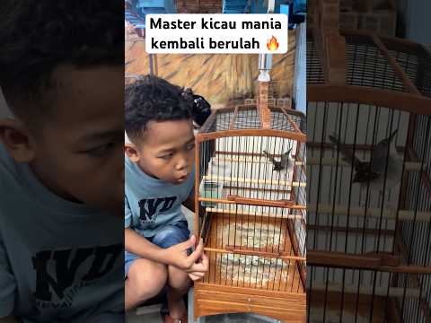 Dicki master kicau mania 🔥 #kicaumania #kicaumaniaindonesia #prenjakgunung #prenjakklik #pranjak