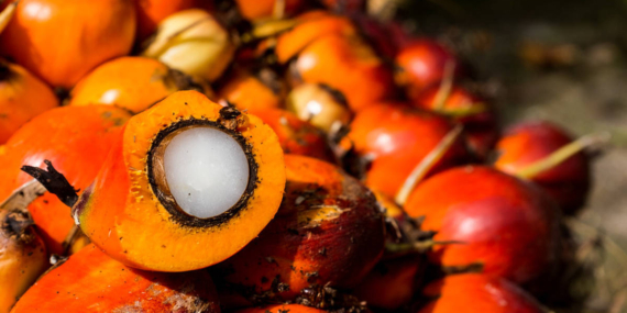 Kelapa Sawit: Penopang Ekonomi Indonesia di Tengah Gangguan Perdagangan Global