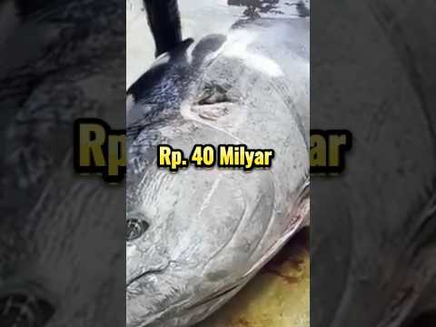Gila! Ikan Tuna di Jepang Dijual Harga Fantastis #mancing #ikantuna #ikantermahal