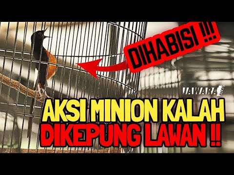 MURAI BATU MINION KALAH❗😱 DIKEPUNG LAWAN🔥TIKET 3,3 JUTA SUPER STAR || PERINGKAT KE 4 ||MEGA PLATINUM