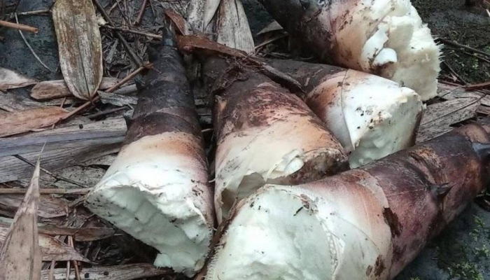 rebung,-bahan-tradisional-dengan-potensi-modern-sebagai-penurun-kadar-kolesterol